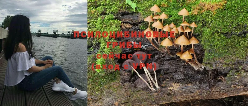 купить закладку  Валдай  Галлюциногенные грибы Cubensis 